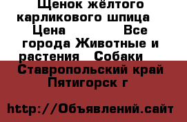 Щенок жёлтого карликового шпица  › Цена ­ 50 000 - Все города Животные и растения » Собаки   . Ставропольский край,Пятигорск г.